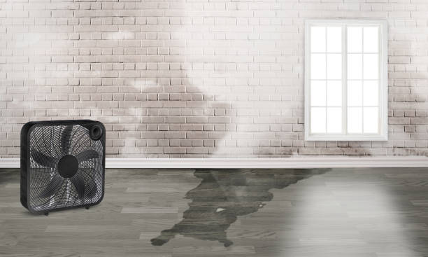 Best Mold removal after water damage  in Greenfield, IL