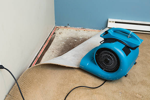 Best Water damage mitigation services  in Greenfield, IL